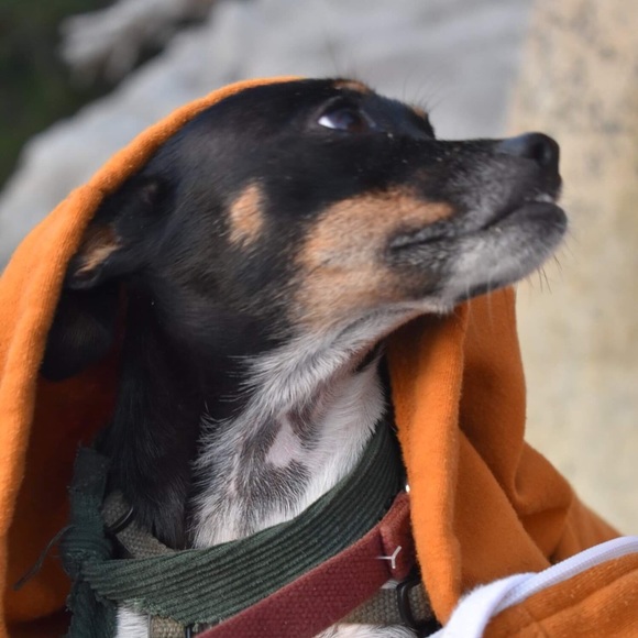 Meet your Posher, Celesta - Picture 1 of 1